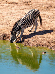 Naklejka premium Zebra