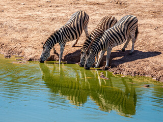 Naklejka premium Zebra