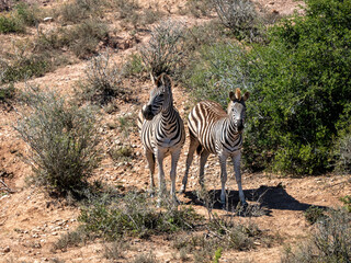 Naklejka premium Zebra