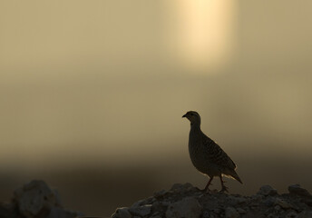 Portrait of a Grey francolin at Saar, Bahrain
