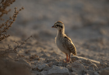 A backlit image of a juvenile Grey francolin at Saar, Bahrain