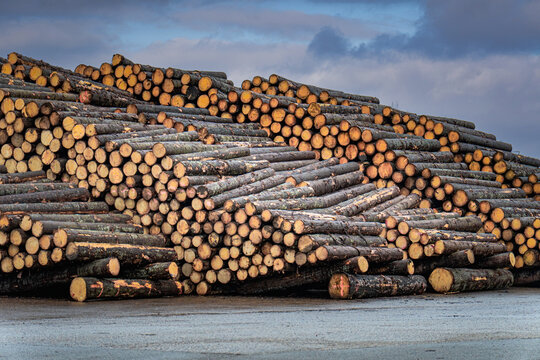 Large Piles of Freshly Cut Pine and Spruce Logs at Industrial Timber Storage Yard under Dramatic Sky