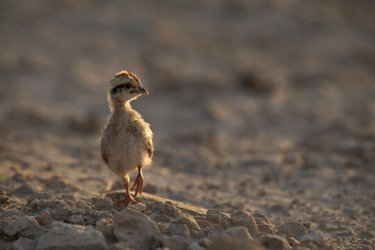 Closeup of a Grey francolin chick in the moning hours at Saar, Bahrain