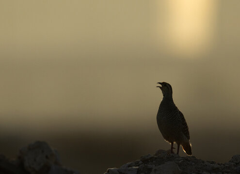 A backlit image of Grey francolin calling at Saar, Bahrain