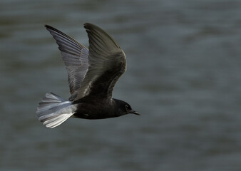 Closeup of a White-winged tern flying at Tubli bay, Bahrain