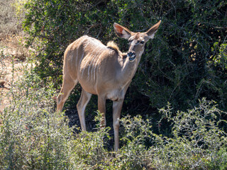 Nyala