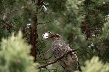 Hypsipetes amaurotis