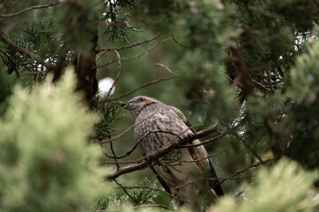 Hypsipetes amaurotis