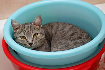 Cat lying in a laundry basket in a laundry room