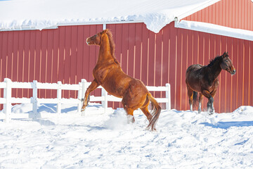 A chestnut horse rearing in the snow with another horse watching. 