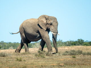 Fototapeta premium Elefant