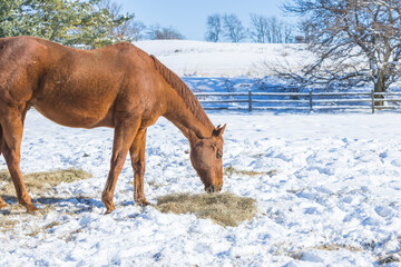 Close-up of the front half of a horse eating hay in a snowy pasture on a sunny day.