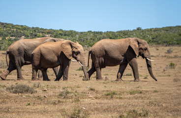 Fototapeta premium Elefant