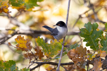 Male Sardinian Warbler (Sylvia melanocephala) in Autumn Foliage