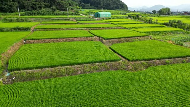 Flying over rice fields in South Korea