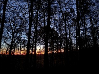 sunset in the woods