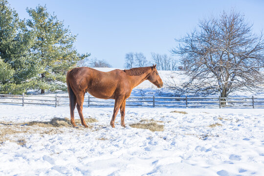 A brown horse standing in the snow with piles of hay on a clear day. - Powered by Adobe