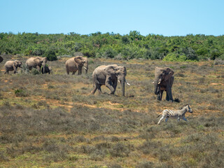Obraz premium Elefant