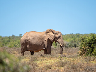 Obraz premium Elefant