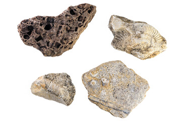 Fossilized rocks and ancient marine life specimens on a white background