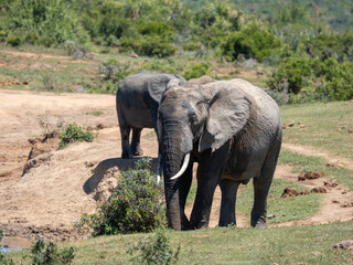 Fototapeta premium Elefant