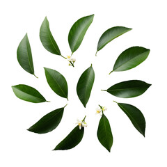 Green leaf circle with white flowers on transparent background