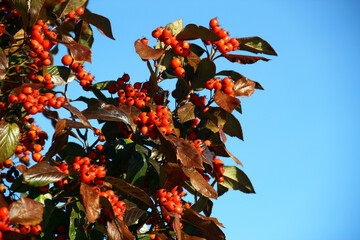 Firethorn (Pyracantha) Branch with Bright Orange Berries and Glossy Autumn Leaves