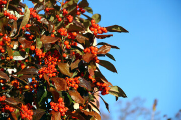 Firethorn (Pyracantha) Branch with Bright Orange Berries and Glossy Autumn Leaves