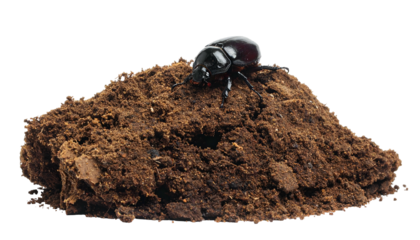 A dark beetle rests atop a small mound of dark brown soil, isolated on a white background