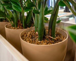 Zamioculcas Plant Growing In Pots With Decorative Clay Pebbles.
