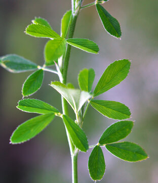 In the spring field young alfalfa grows