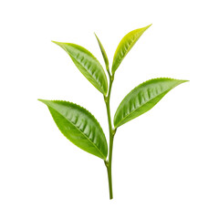 Fresh green tea leaf sprig with six detailed leaves