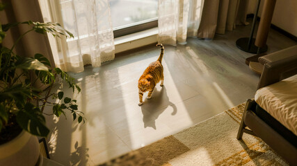 cat walking in sunlight indoor room