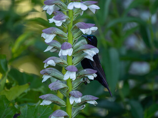 Obraz premium Amethyst-Nektarvogel