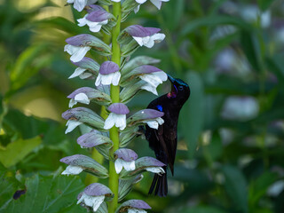 Obraz premium Amethyst-Nektarvogel