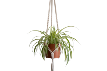Spider Plant Hanging in Macrame