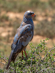 Graubuschfalke