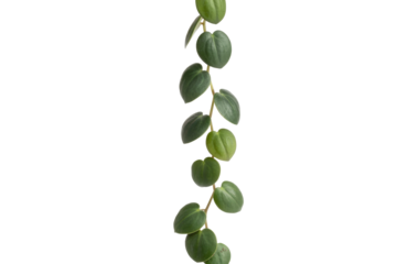 String of hearts plant isolated on transparent background