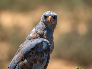 Graubuschfalke