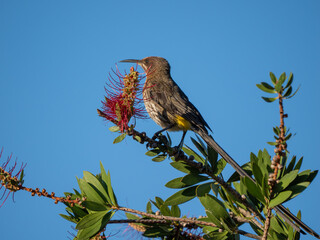 Nektarvogel