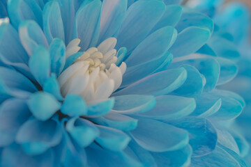 Calming turquoise abstract: a harmonious and soothing soft-focus floral background texture