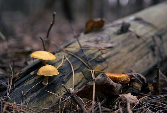 Rustgill Mushrooms (Gymnopilus sapineus) Growing on Fallen Log in Pine Forest. Macro Woodland Scene