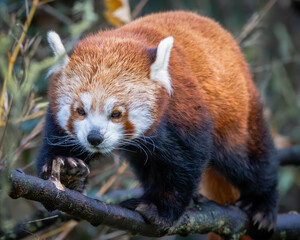 red panda on a branch