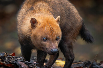 Bush dog close up