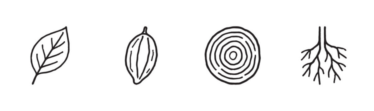 Four simple hand-drawn black line plant icons depict a leaf, seed, tree ring, and root system, presented in a clean, minimalist doodle style