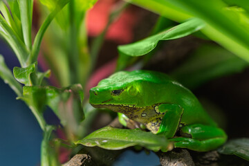 Bright green frog on a tropical leaf with a colorful, blurred background