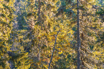 Forest interior by Veltfiskelausbekken of the Toten&aring;sen Hills.