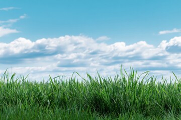Obraz premium Lush green grass under a clear blue sky with fluffy clouds
