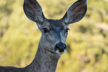Close up of calm wild mule deer at Rocky Peak Park near Simi Valley California.  
