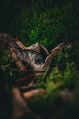 Moody Macro Shot of Decaying Leaves Surrounded by Deep Green Cypress Foliage